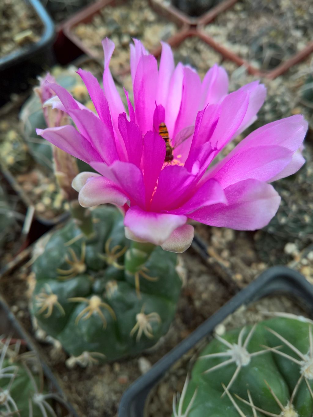 GYMNOCALYCIUM denudatum Jan Suba